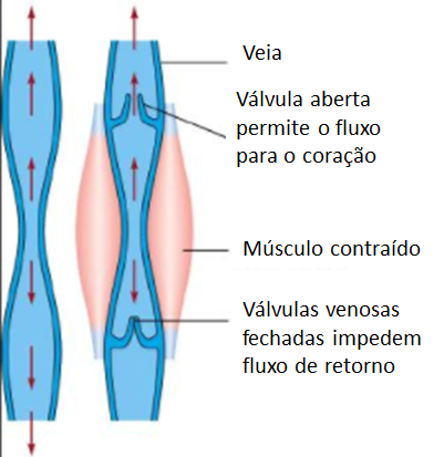 Válvulas venosas