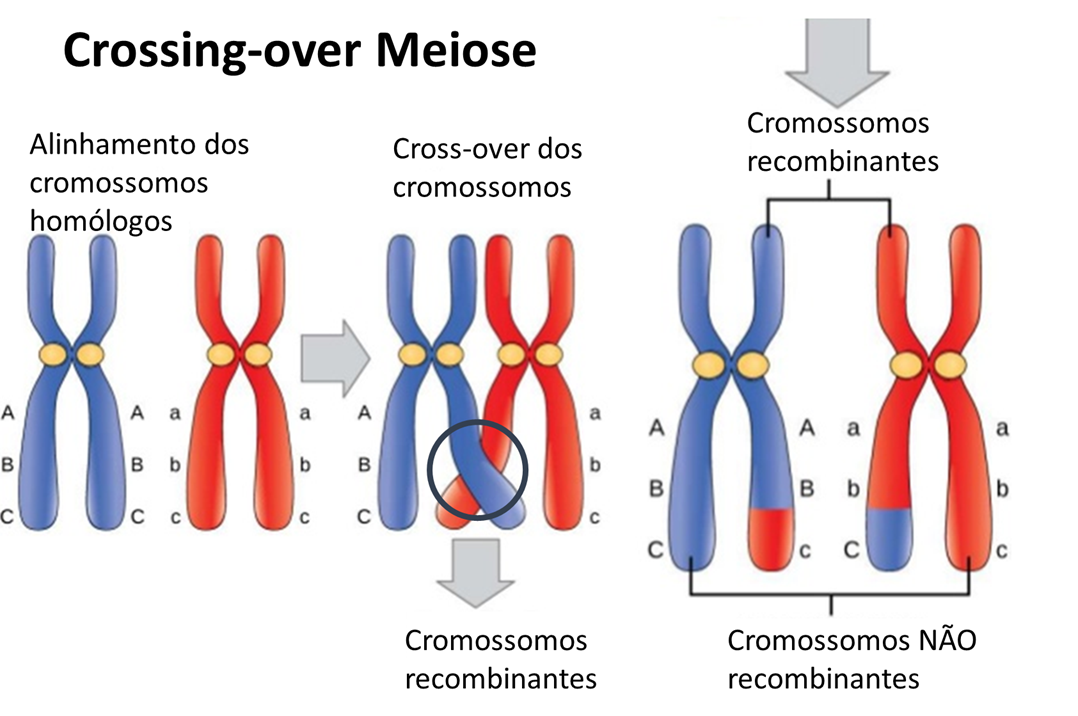 crossing-over meiose crossover meiose