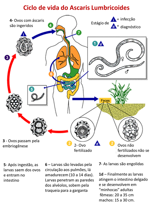 Ciclo de vida do Ascaris lumbricoides Ciclo de vida da ascaridíase