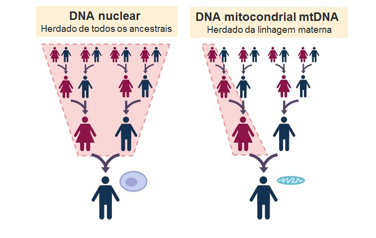 DNA mitocondrial materno herança dna materno