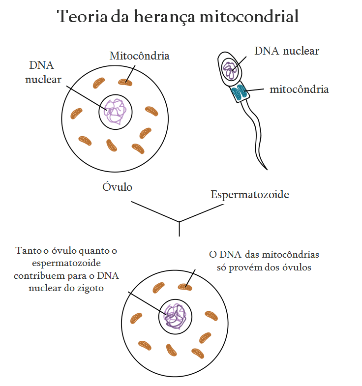 Teoria da herança mitocondrial materna mitocôndria da linhagem materna