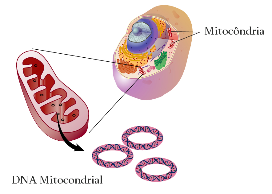 DNA mitocondrial