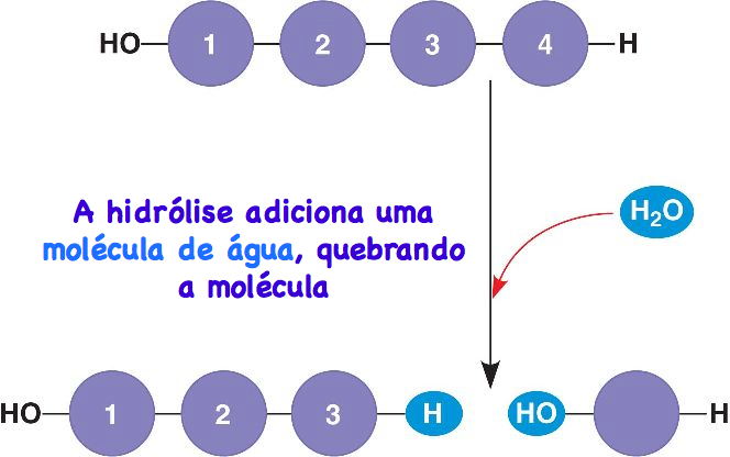 hidrólise: adição de molécula de água
